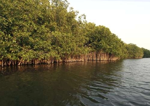 La Representación de Profepa en Nayarit informó que en diciembre pasado recibió un reporte que denuncia la “destrucción de un bosque de mangle mediante el uso de maquinaria pesada, afectando mangle negro y mangle botoncillo, en una superficie de 35 hectáreas para construir una granja camaronera”. Foto Reserva de Marismas Nacionales de Nayarit / Archivo