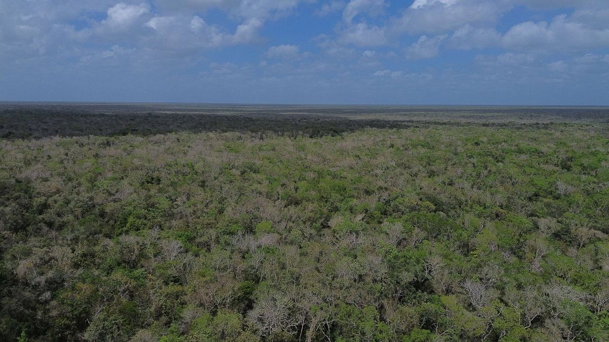 En un comunicado, la organización recordó que la cementera tiene un resolutivo para deforestar y dinamitar cerca de 650 hectáreas de selva virgen en las inmediaciones de Tulum, firmado y resuelto el 27 de enero pasado, como lo ha demandado desde hace días. Foto