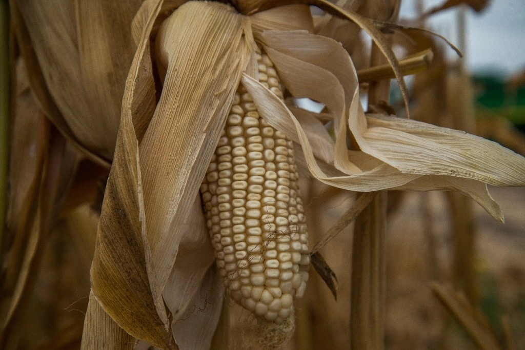 Los pequeños productores demandaron que se considere el precio de garantía que sea cercano a los seis mil 995 pesos que tiene Seguridad Alimentaria Mexicana (Segalmex), porque la propuesta de cinco mil 500 pesos no les alcanza para seguir sosteniendo las siembras porque son ellos los que pierden y el que gana es el industrial. Foto Cuartoscuro 