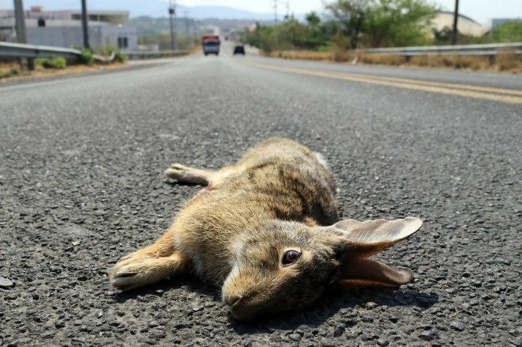 El cuerpo de un conejo de campo en medio de la carretera que conduce a Tepetzingo, en Xochitepec, Morelos. Foto Cuartoscuro / Archivo