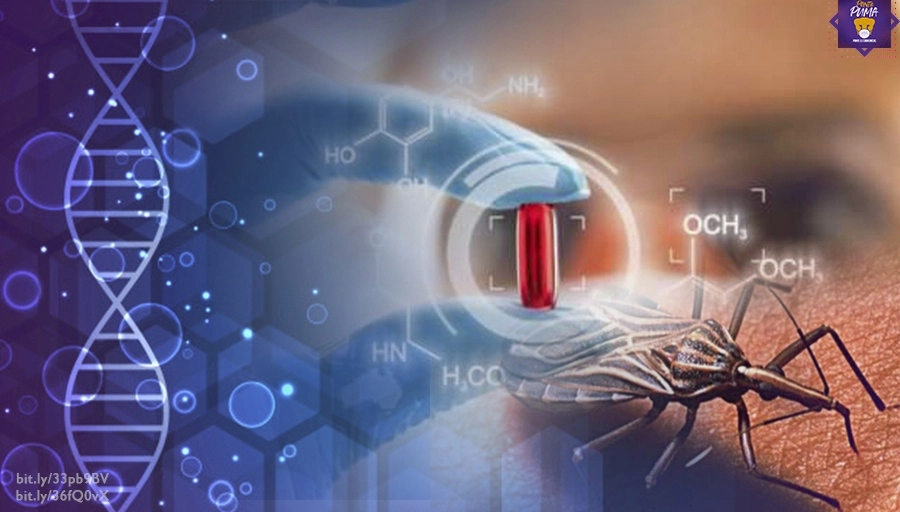 Con moderna técnica de nanomedicina, investigadores del Instituto de Química de la UNAM producen nanopartículas hechas de proteína, las cuales encapsulan y acarrean ácidos nucleicos hacia el parásito responsable de la enfermedad de Chagas para causar efectos nocivos en él. Imagen Twitter @UNAM_MX