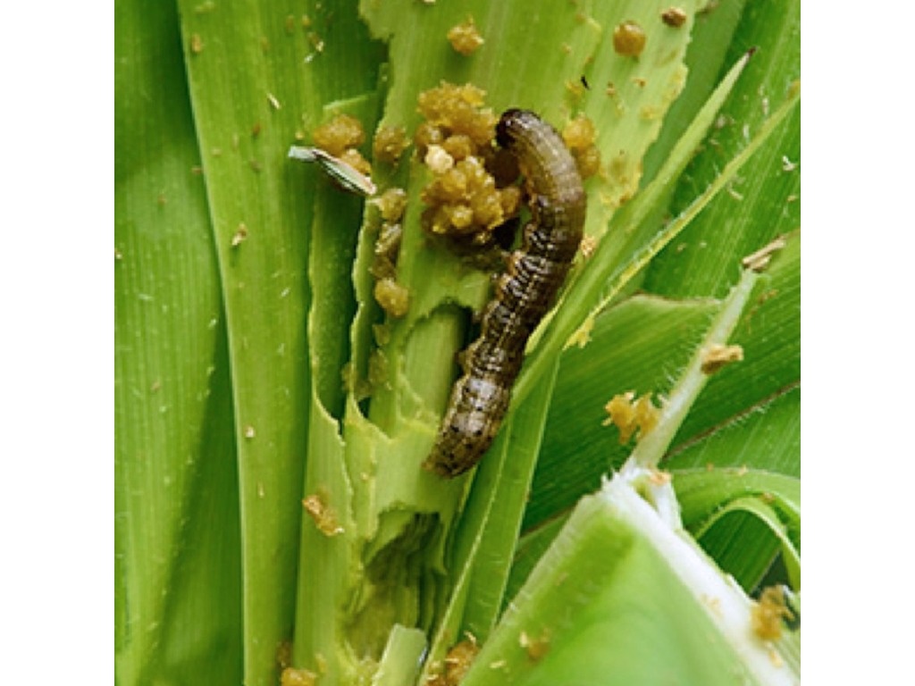 Experten fordern, die ethologische Kontrolle von Insekten zu steigern