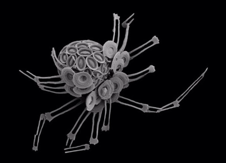 Una imagen de microscopio electrónico de barrido de 'Michaelsarsia elegans', cocolitóforo muestreado a 95 metros de profundidad en el mar de los Sargazos, en el Atlántico. Foto Europa Press