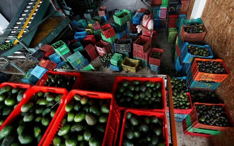 Un trabajador llena cajas con aguacates en un almacén de empaque en Ziracuaretiro, Michoacán, el 2 de octubre de 2019. Foto: Ap/ Marco Ugarte 