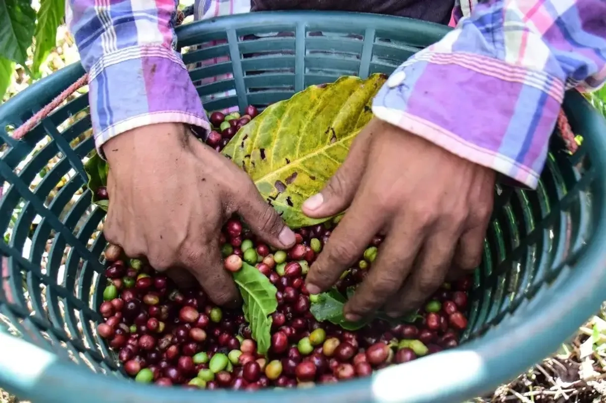 En la imagen, producción de café de altura en el municipio de Tapachula, Chiapas, en enero de 2022. Foto 