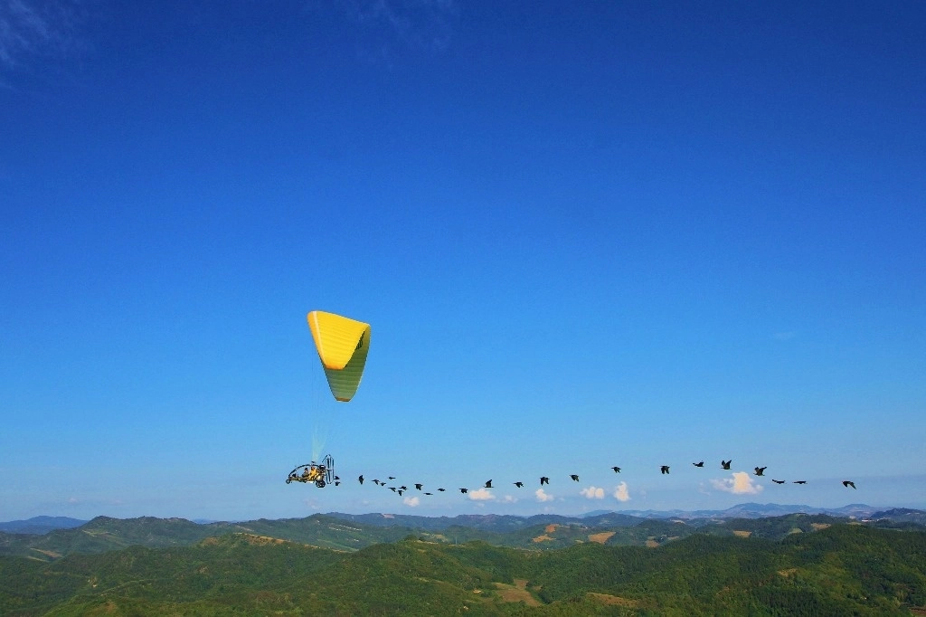 Tres docenas de ibis se dejan guiar por los investigadores en una miniavioneta con un parapente. Foto Ap