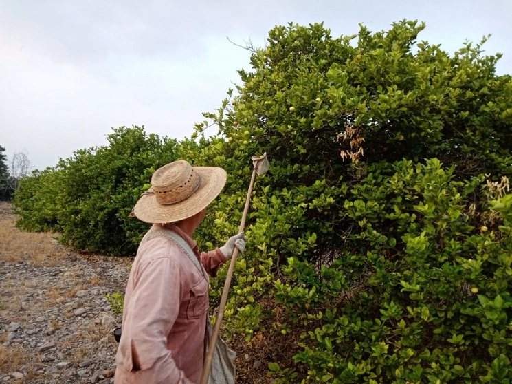 En los municipios michoacanos de Buenavista y Apatzingan se cultiva limón en más de 42 hectáreas. Foto Ernesto Martínez