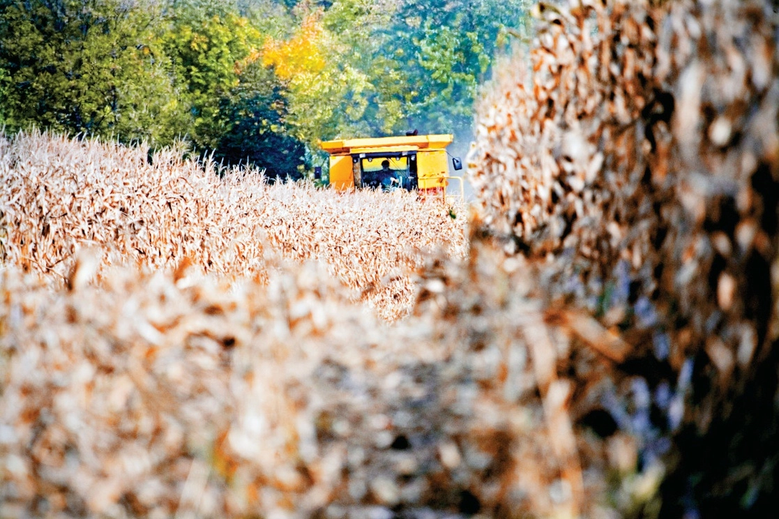 Agricultores de Wisconsin, en la pasada cosecha de maíz. Foto Ap 



