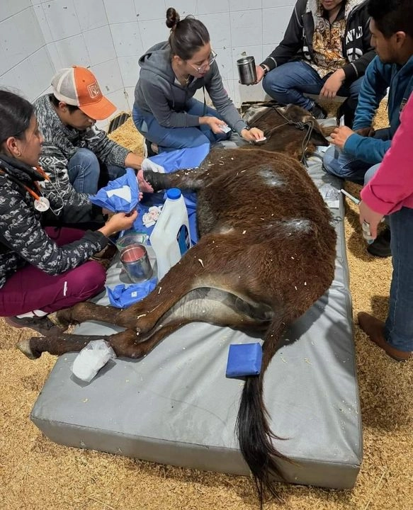 “La bautizamos como Olivia; la tenemos en el mejor hospital (veterinario) del país, haremos todo por ella", escribieron en aquella ocasión en su página oficial los activistas que la rescataron. Foto 