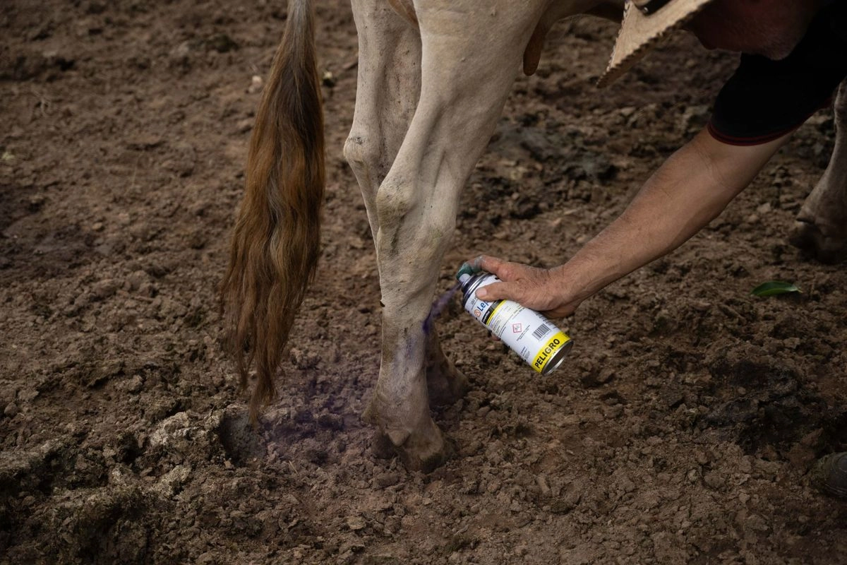 De acuerdo con autoridades sanitarias del estado de Campeche, se tienen registrados otros dos casos de miasis en humanos por gusano barrenador del ganado.