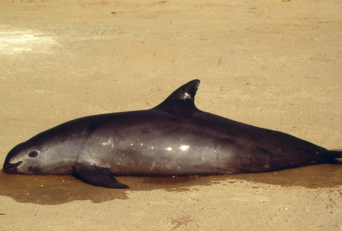 La última estrategia para proteger a la vaquita marina, que busca inhibir la pesca ilegal en su único hábitat, enfrenta dificultades. Foto Afp / Archivo 