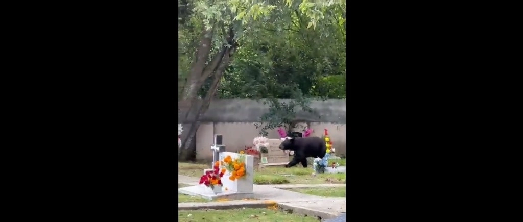 Captura de pantalla del video que circula en redes.
