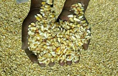 El maíz fue hallado por policías ministeriales en una bodega de la colonia Álamo, en Guadalajara, Jalisco. Foto José Carlo González/Archivo