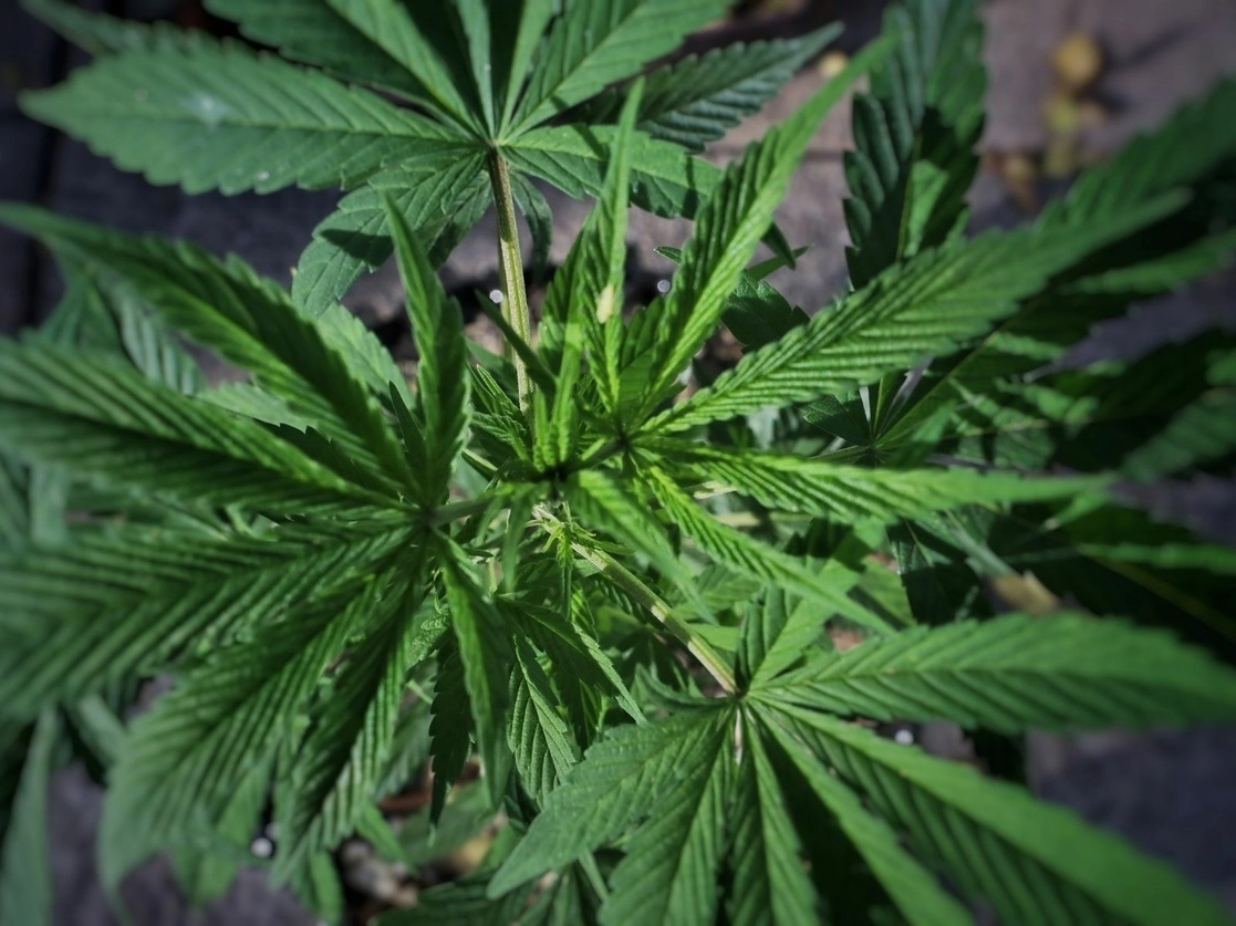 Planta de cannabis en imagen de archivo. Foto Marco Peláez 