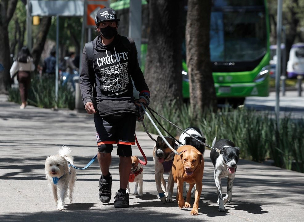 La Fiscalía de la CDMX creará una instancia interna que atienda los delitos relacionados con el maltrato animal. Foto 