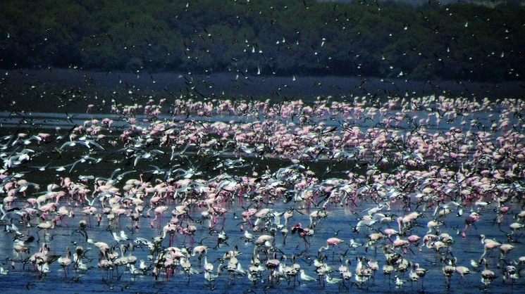 Este año se incrementó el número de flamencos que migran a Bombay. Foto tomada de bnhs.org