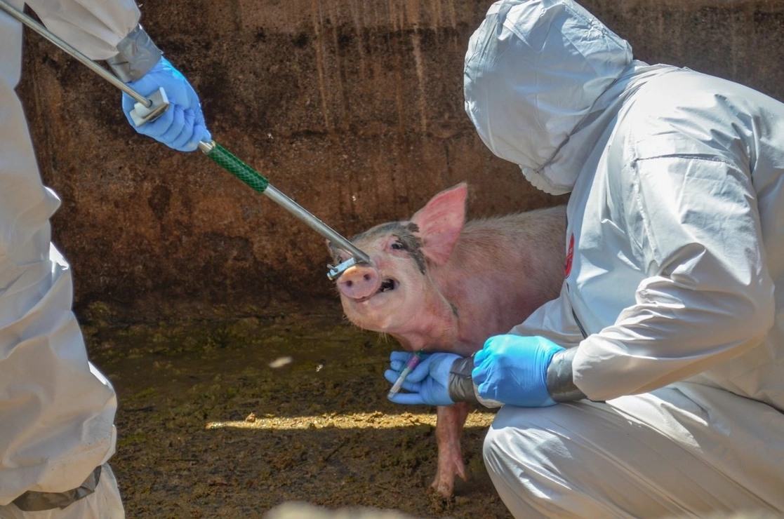 Elementos del Senasica inspeccionando a un cerdo. Foto Cuartoscuro / Archivo