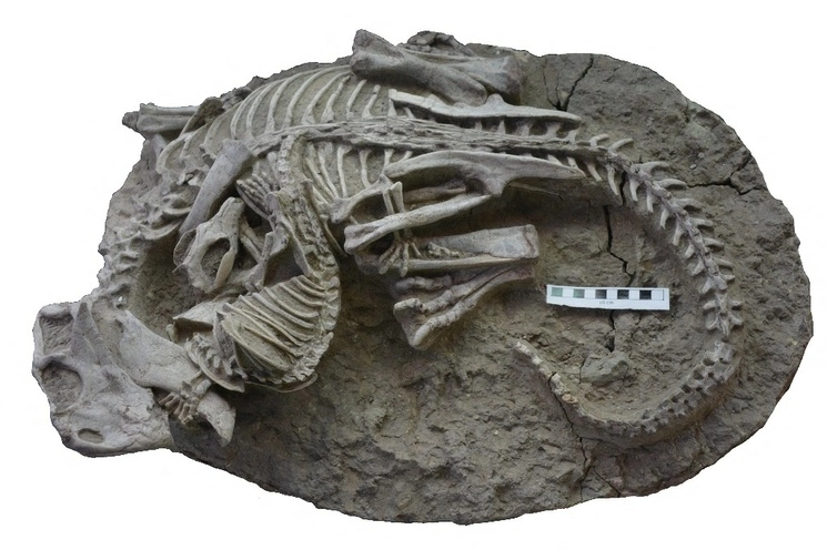 El fósil es de dos esqueletos entrelazados, de una criatura semejante a un tejón que muerde a un pequeño dinosaurio picudo. Foto Afp 