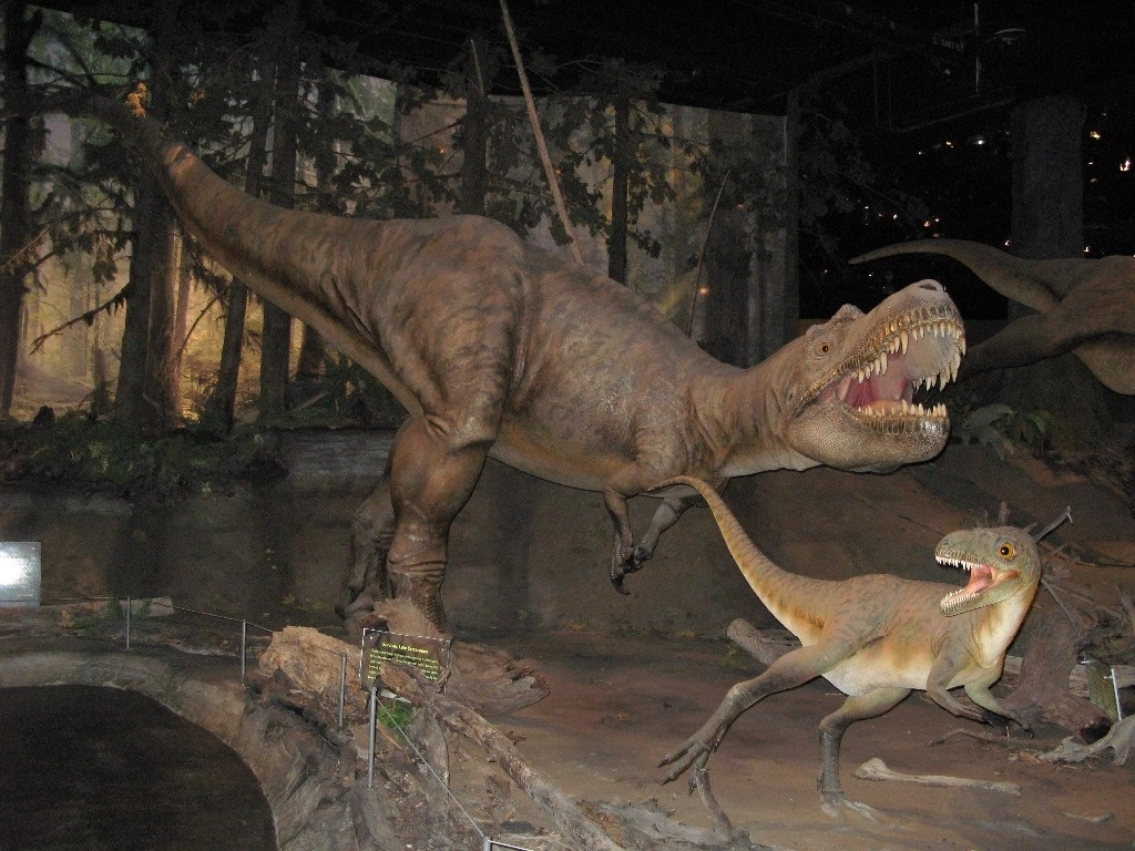 El joven Gorgosaurus no dudaba en elegir su comida. Hace unos 75 millones de años, en la actual provincia canadiense de Alberta, este temible primo del T. Rex cazaba crías del tamaño de un pavo de un dinosaurio herbívoro emplumado llamado Citipes. Foto Handout / Universidad de Calgary / Afp