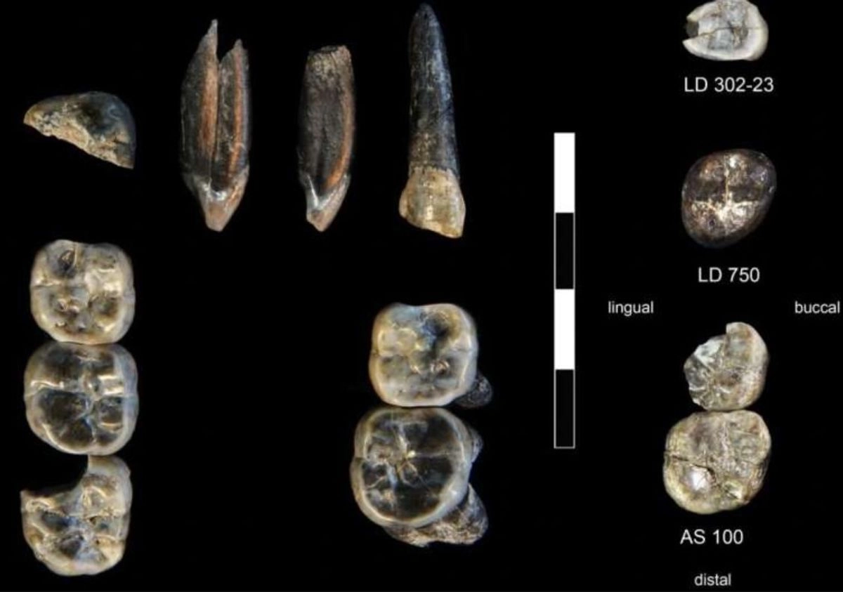Los nuevos fósiles dentales aportan información sobre un periodo poco conocido de la evolución humana. Imagen del 13 de agosto de 2025. Foto 