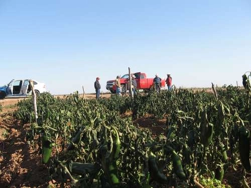 Hectáreas de cultivo de maíz dañadas por el frío en Sinaloa en 2011. Foto Javier Valdez 