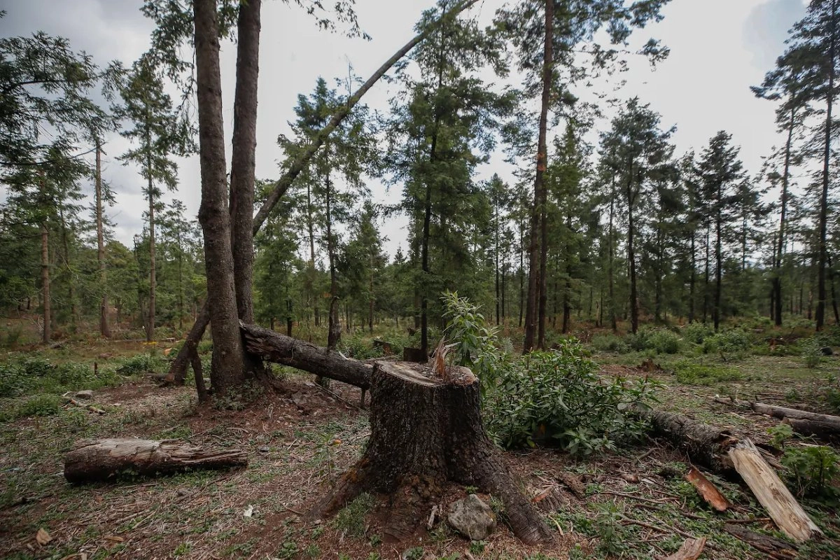 La zona protegida del Ajusco es una de las más afectadas por la tala ilegal cometida por talamontes provenientes de los estados de Morelos y de México. 