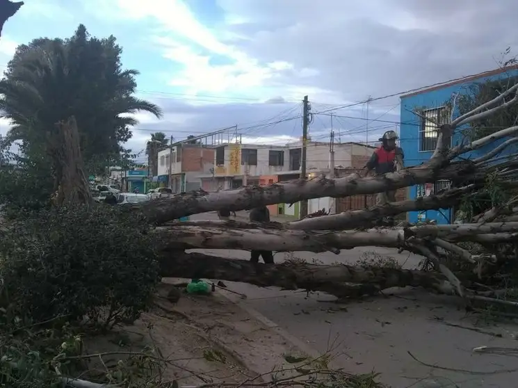 Vientos de hasta 60 kilómetros por hora ocasionaron caídas de árboles en San Luis Potosí. Foto Vicente Juárez 
