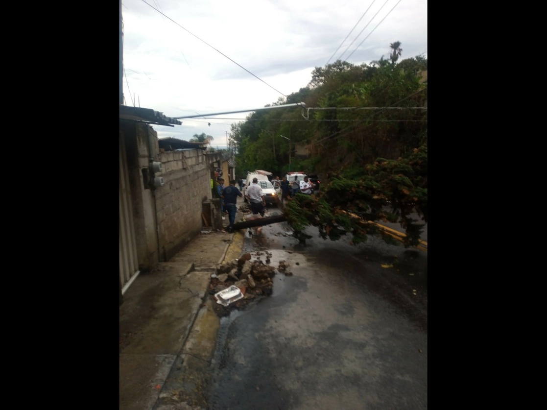 Una decena de árboles se cayeron en Cuernavaca fue el saldo de los fuertes vientos y un aguacero torrencial con granizo, que azotó esta ciudad la tarde-noche del martes. Foto 'La Jornada'
