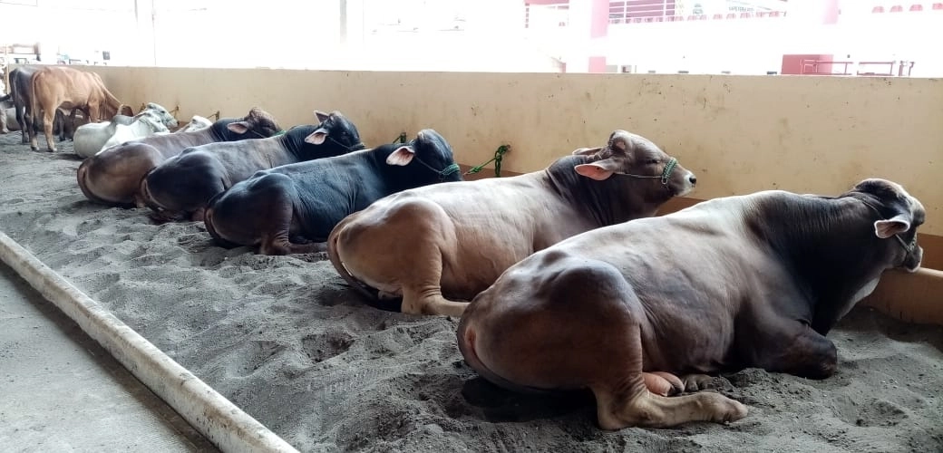La Confederación Nacional de Organizaciones Ganaderas (CNOG) busca generar estrategias de producción sustentable, influyendo en la definición de políticas públicas que contribuyan a la sustentabilidad de toda la cadena de valor pecuaria en México, considerando aspectos sociales, ambientales y económicos. Foto tomada del Twitter de @facnog / Archivo
