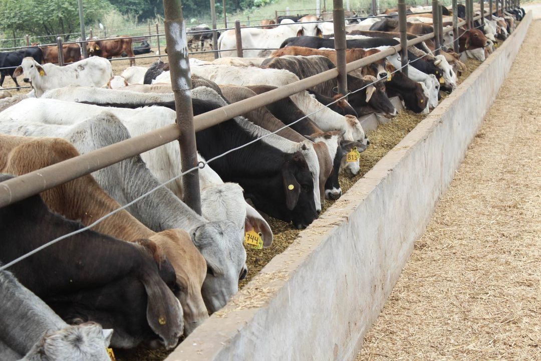Ante el cierre del mercado de EU para el ganado bovino mexicano, los productores de Tamaulipas han fortalecido lazos con compradores nacionales, principalmente del centro del país. Foto 