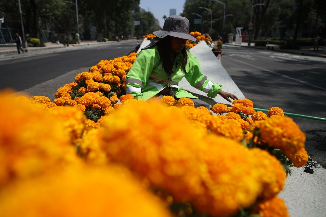 Para la actual temporada, en la que se conmemora el Día de Muertos, el abasto de flor de cempasúchil está garantizado, aseguró la Sader. Foto Yazmín Ortega Cortés / Archivo