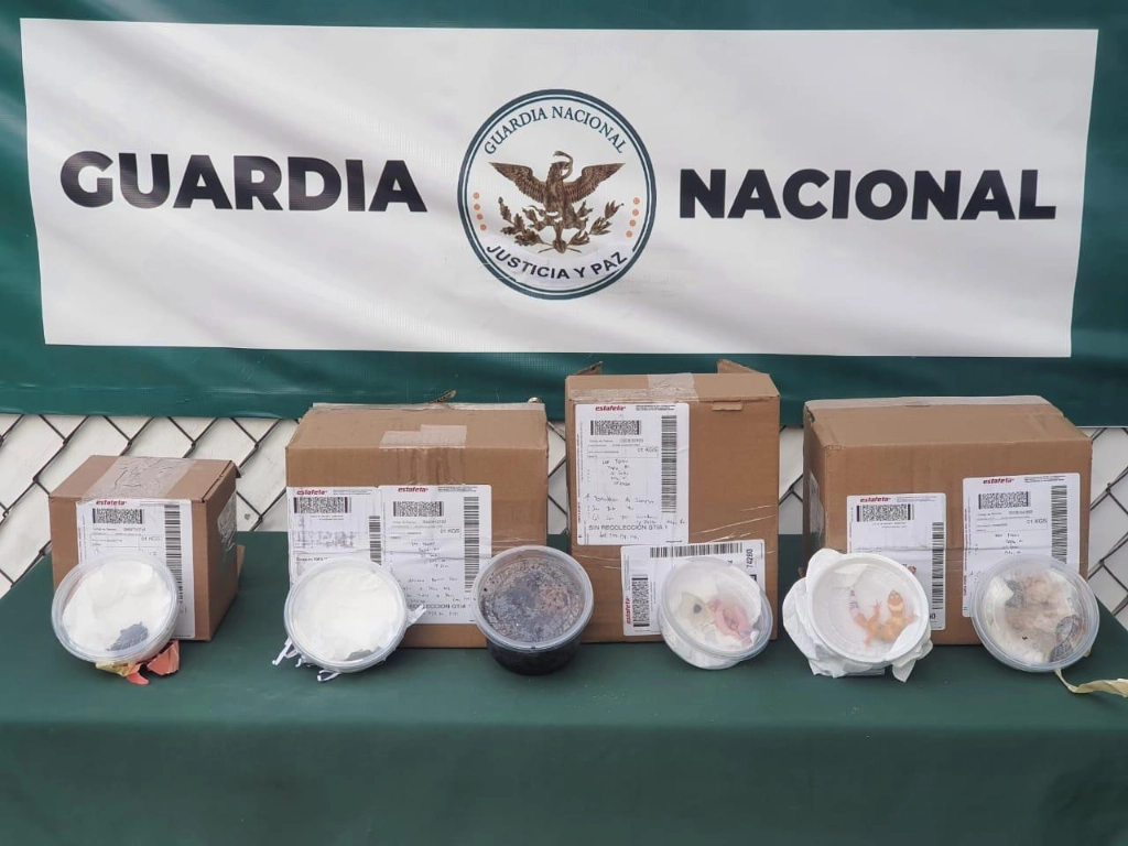 Ejemplares protegidos aseguradas por elementos de la GN en el aeropuerto de San Luis Potosí. Foto Cortesía Guardia Nacional 
