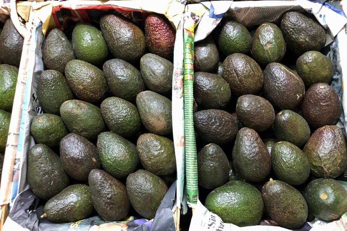 La exportación de aguacate desde Michoacán sólo está detenida rumbo a Estados Unidos y continúa hacia Europa y Asia. Foto Luis Castillo / Archivo