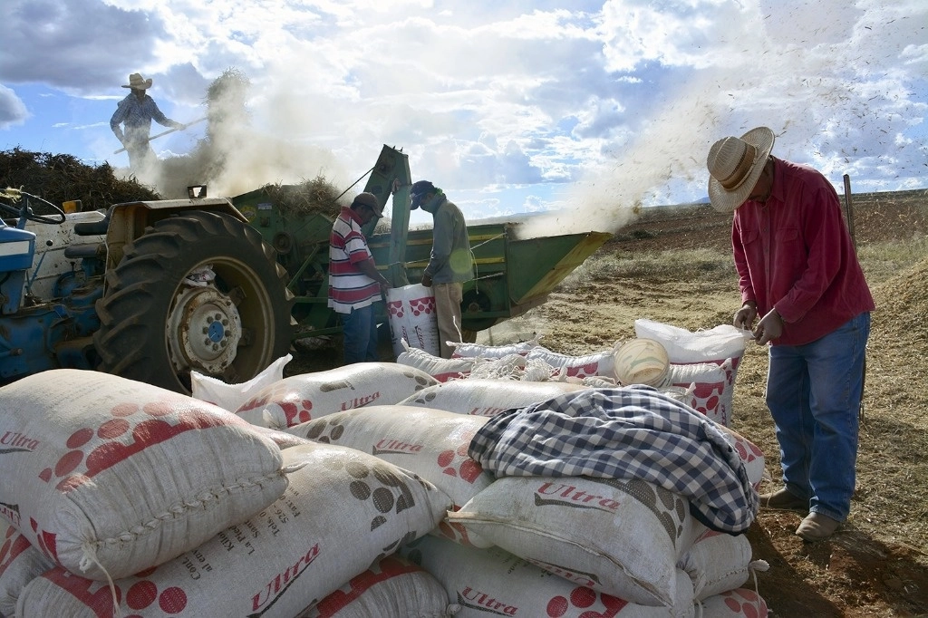 El programa se implementará de manera progresiva en todos los productos agroalimentarios de exportación. Foto Alfredo Valadez / Archivo