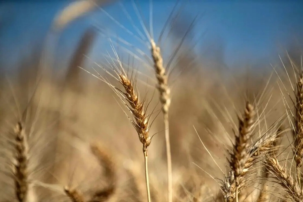 Reconocen los logros de Etiopía en el sector agrícola como ejemplo para otras naciones del continente. Foto Afp / Archivo