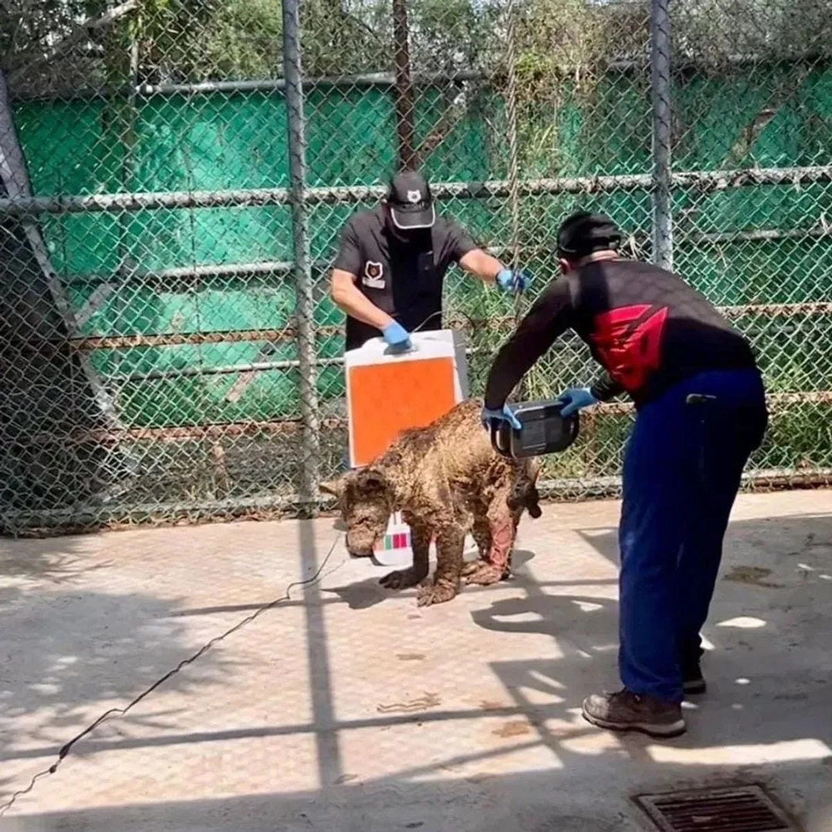 El pasado 24 de septiembre se difundió en redes sociales un video que mostraba el grave estado físico de una osa, con visibles lesiones en la piel y signos de desnutrición. 