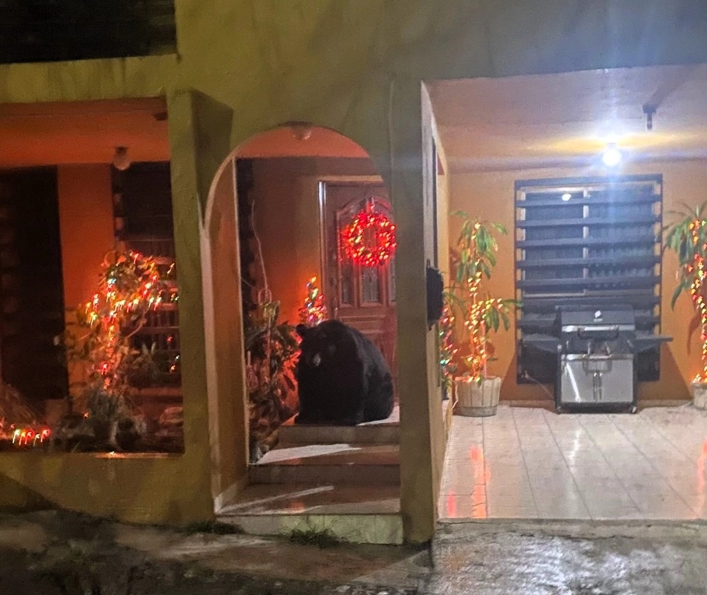 Una osa que bajó de la sierra fue vista en la entrada de una vivienda en la colonia Villasol, en Monterrey, Nuevo León, en diciembre de 2022. Foto ‘La Jornada’