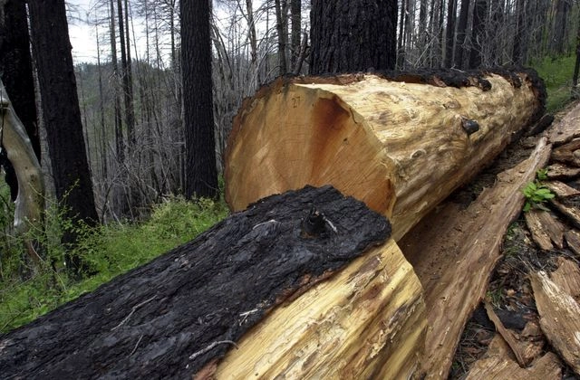 El gobierno de Estado Unidos anunció que suspenderá un decreto de protección ambiental y abrirá vastas áreas de bosques vírgenes a la tala de árboles. Foto 