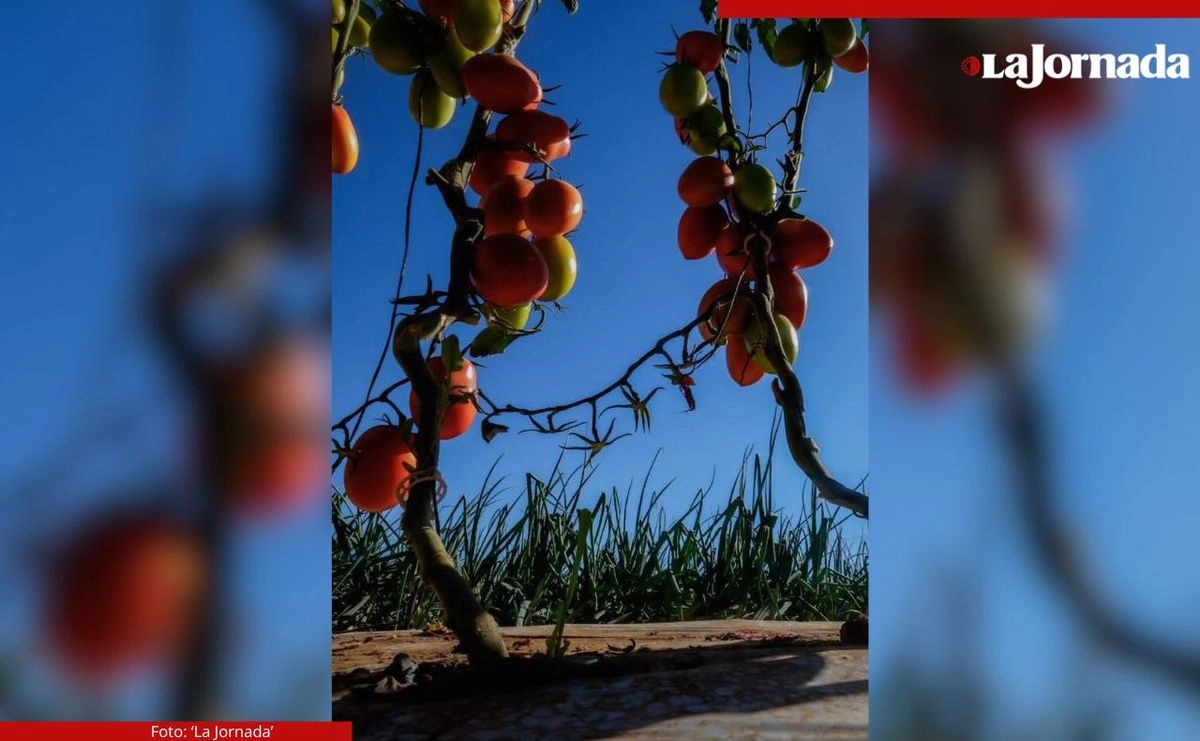 La producción interna no satisface la demanda estadunidense, pues dos de cada tres jitomates que se adquieren son de origen mexicano, lo que afectará a los consumidores. Foto 