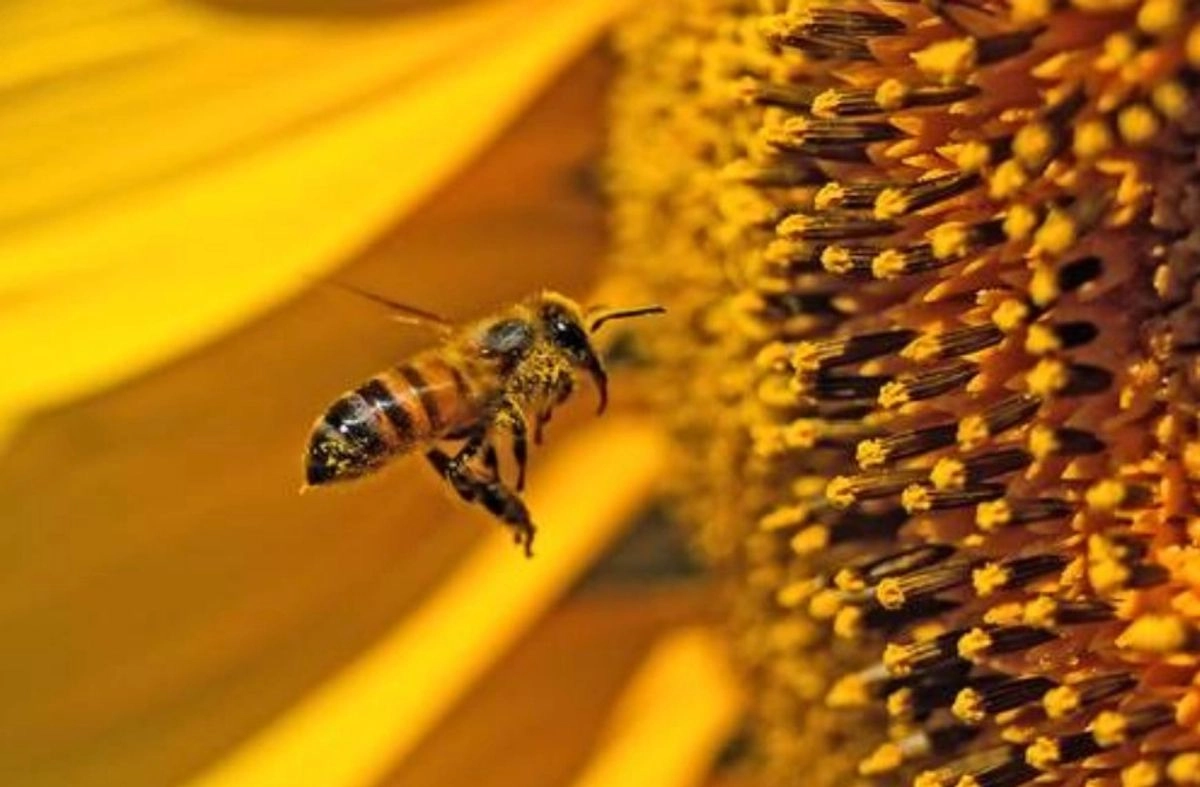 Gobierno fortalece acciones para proteger a las abejas. Foto 