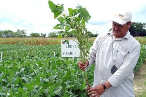 Un sembradío de soya en Yucatán. Foto Luis Boffil