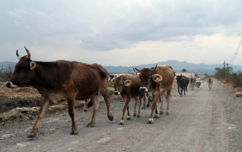 El ganado en Tamaulipas sigue libre del gusano barrenador, sien embargo la frontera con Estados Unidos para la exportación sigue cerrada. Foto Cuartoscuro/Archivo