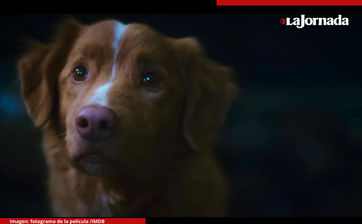'Good Boy' es la historia de un perrito llamado 'Indy' que sigue la pista de una presencia invisible que solo él puede ver. Foto 