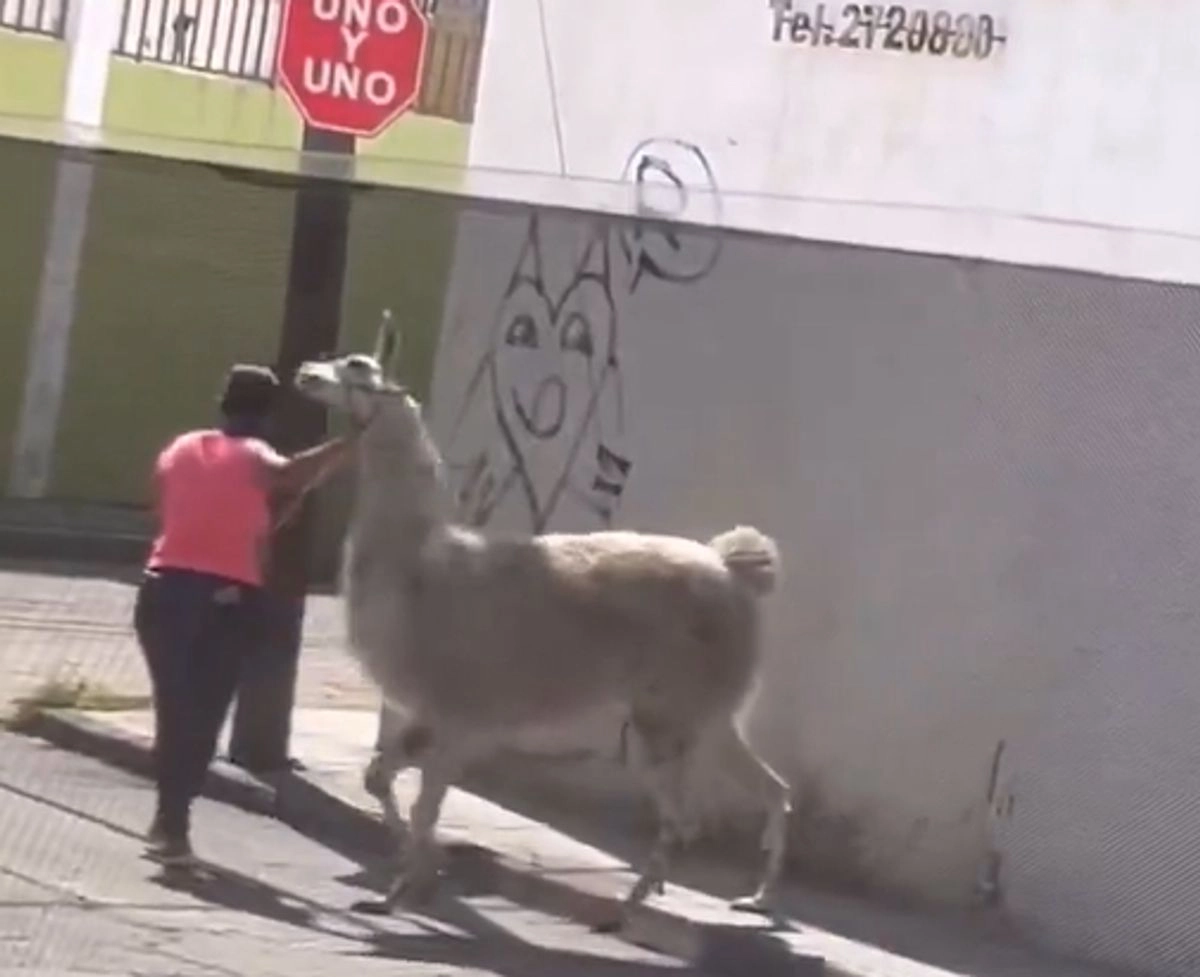 Una llama fue videograbada mientras era paseada por una mujer en calles del centro histórico de la ciudad de San Juan del Río. Captura de pantalla de la grabación 