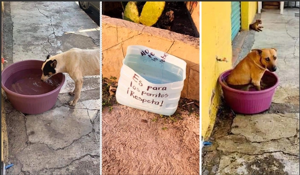 Habitantes de Huetamo, Michoacán, se solidarizan con perros y aves para que alivien la intensa ola de calor, que ayer en algunas entidades rebasó 45 grados centígrados, con sensación térmica de 55. Foto ‘La Jornada’