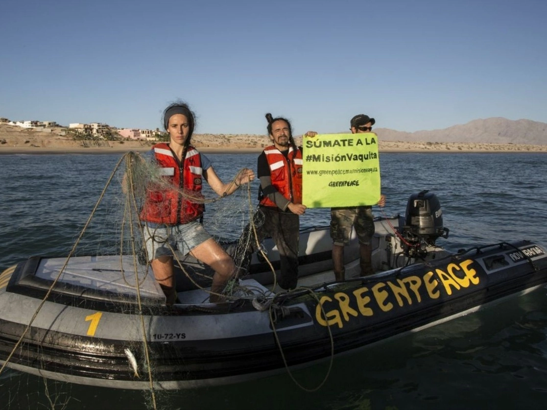 Durante una manifestación de activistas de Greenpeace para para salvar a la vaquita marina. Foto Cuartoscuro / Archivo