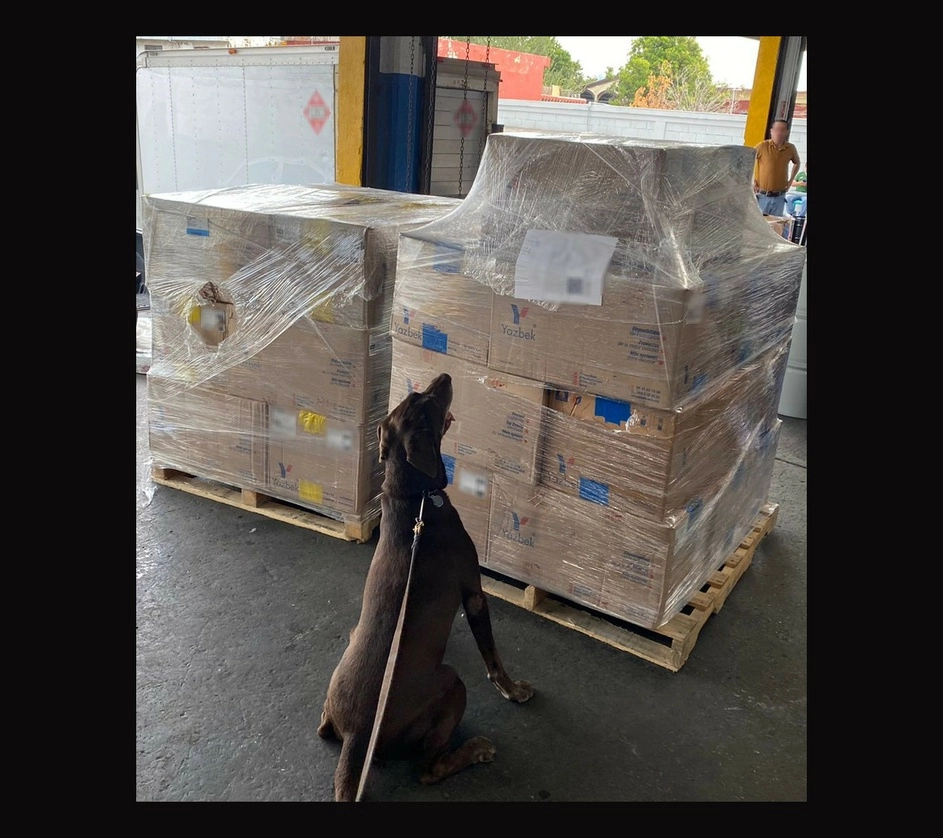 En San Nicolás de los Garza, Nuevo León, personal de la Guardia Nacional, con apoyo de un binomio canino, localizó cajas que en su interior contenían más de 240 kilos de mariguana durante una revisión realizada en una empresa de paquetería. Foto cortesía de la GN