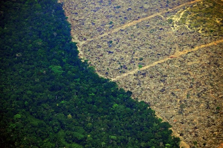 La zona selvática en Brasil perdió muchos recursos naturales en incendios recientes. Foto Afp