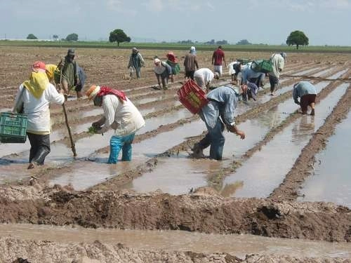Campo agrícola en Sinaloa. Foto Javier Valdez/ archivo