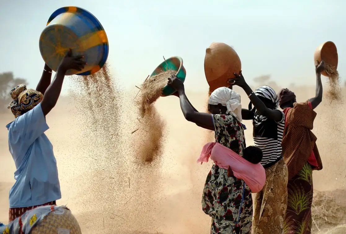 Mujeres en Mali limpian trigo en un campo cerca de Segou. Foto Ap / Archivo